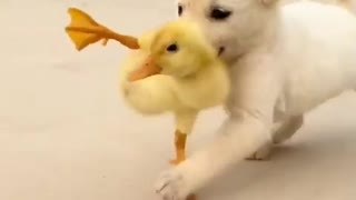 Cute Dog Rescue a Duck on the street