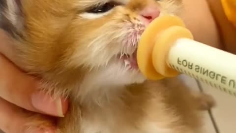 "Milk Mustache Moments: A Sweet Kitten's Milklicious Adventure"
