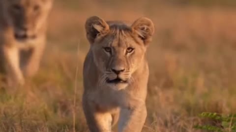 Lion | King | walking like a king