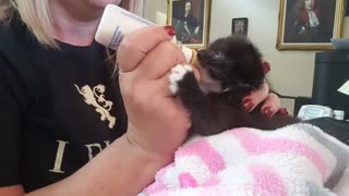 Rescue Kittens. Update on Gamora and Nebula