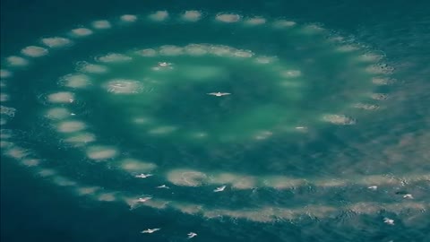Whale use bubbles to catch fish