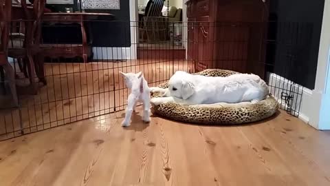 4 day old goat meets 4 month old puppy