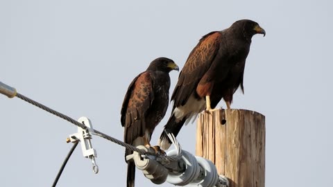 Harris's Hawks