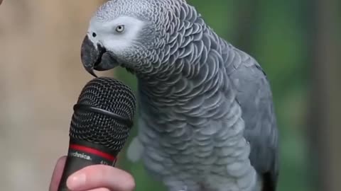 The cute & nice talking parrot 🦜