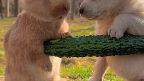 rabbit enjoying with puppy