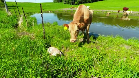 Mother cow clearly asks man to rescue her newborn calf