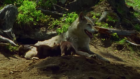 How Wolves Use Complex Body Language to Communicate 🐺 Carpathian Predators Smithsonian Channel