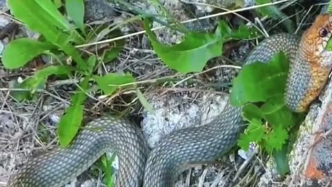 Snake eats gecko😱#wildanimals #snake #gecko #animals