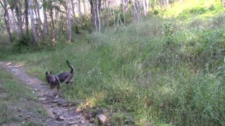 Walking with the wolf dog and french brittany