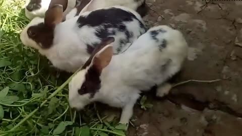 Beautiful baby Rabbits /Rabbits at home