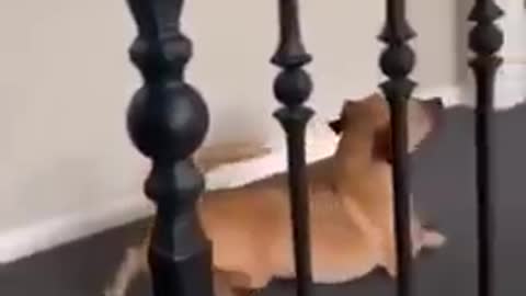 #Super_funny__video😄dogs