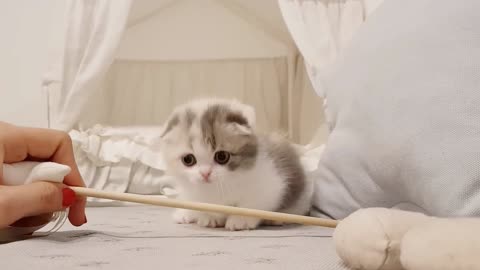 Cute Cat