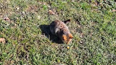 A cute and beautiful kitten is walking in the yard