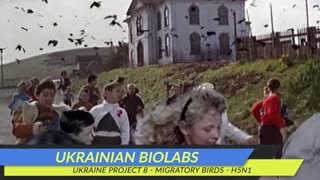 Ukraine Project 8 - The Birds Revisted