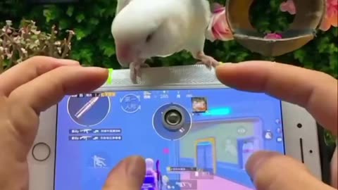 A Chinese Man Taught A Parrot To Shoot For Him In A Game Of Command
