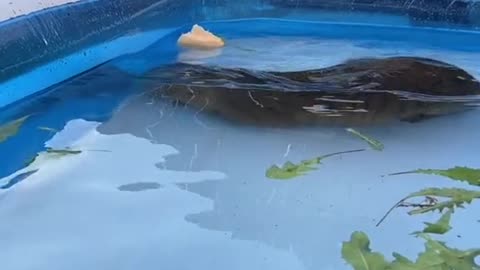 Happy cappy in the pool (you will see lots more of queen elizabeth in time when shes settled a bit