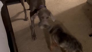 Bigger Dog Wins Tug-of-War