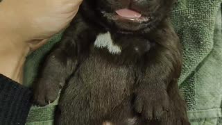 Cute baby labrador