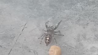 Lil Spider loves 80s music