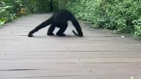 Amazing Yoga of Chimpanzee #shorts #viral #shortsvideo #video