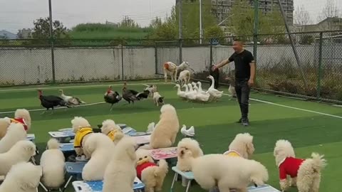 Dog and puppies funny animals 🤣