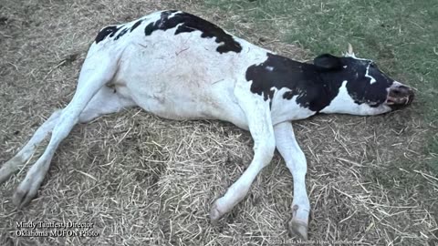 May 3 - Who? or What? Is Killing and Mutilating Cattle in Texas and Oklahoma?