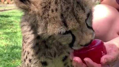 Feeding a cub, and it looks like it's eating ice?