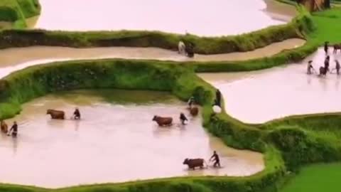 Cows plow the fields in spring. What a hard-working bull. . ,