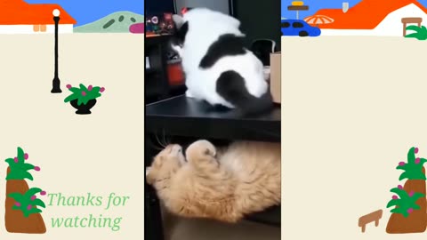 Watch This Feline Accomplish Something Extraordinarily Delightful!