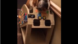 Hank The Bulldog Has Unusual Way Of Using The Stairs