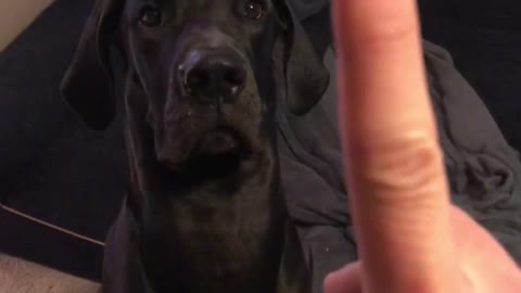 Great Dane gets sweet revenge after getting booped