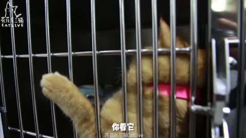 Cat gets spayed or neutered on birthday, plays dead when unhappy, owner and doctor cry!