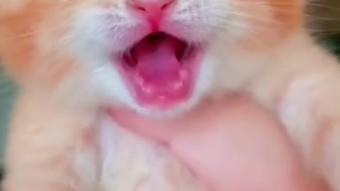 Cat crying