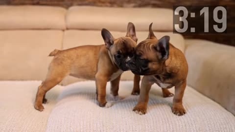 Five-minute countdown clock with the cutest puppies and cutest dogs