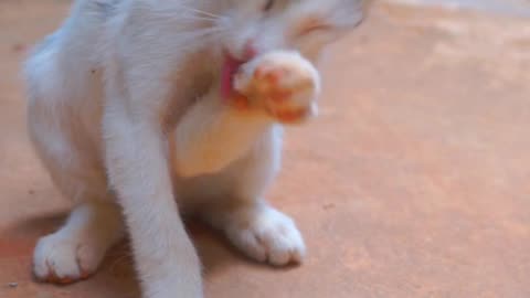 "Playful Kitten's Cute Antics - Funny Cat Video"