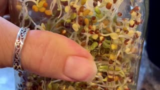 Day 3 - Growing Red Clover Sprouts In Ball Jar