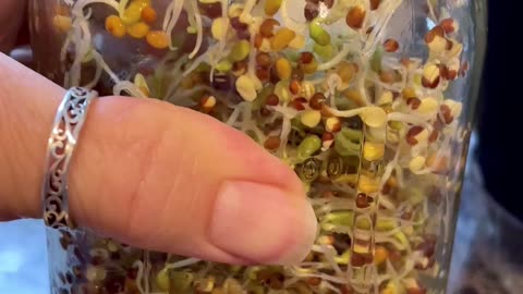 Day 3 - Growing Red Clover Sprouts In Ball Jar