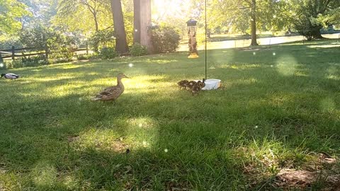 Baby Zen Ducks
