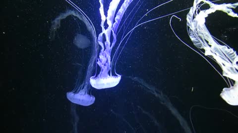 Jellyfish Jellyfishes Glide Water Underwater