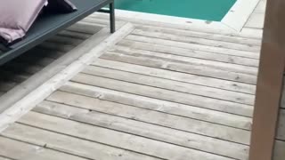 Raccoon Cools off in Swimming Pool