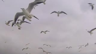 A flock of birds floating above the sea