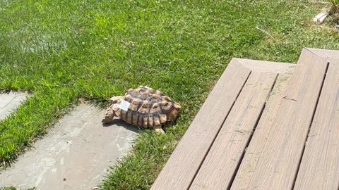 Tortoise Slides Down Stairs