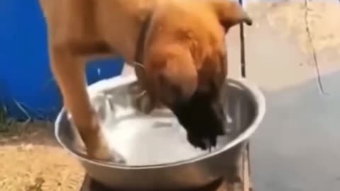 Funny dog playing water