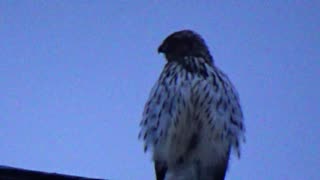 Red-tailed Hawk