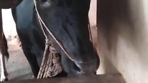 A baby cow is drinking cow's milk