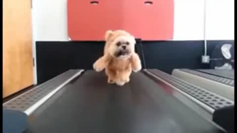 Cute fluffy Dog starts training with treadmill | Adorable dogs training videos | Holy Beings #Shorts