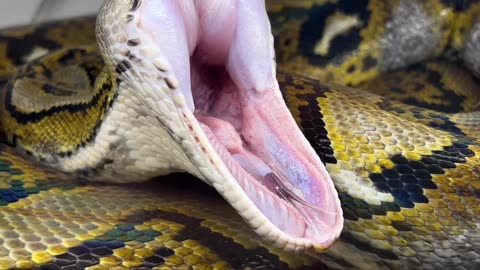 How Snack Yawn 🤯 #snack #animal #science