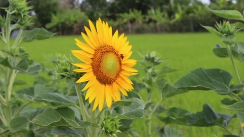 #sunflower #nature #Beauty #bee #rumble