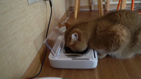 Mommy got me a Sealed Pet Bowl!