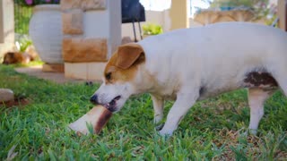 Quantas vacinas o cachorro tem que tomar por ano?